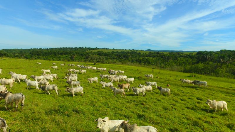 5 dicas práticas para fazer sua fazenda no Hay Day crescer mais rápido